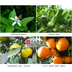 Nasiona Pomarańcza chińska szt.5 Nxx136