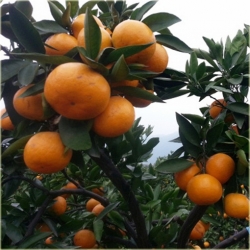 Nasiona Pomarańcza chińska szt.5 Nxx136