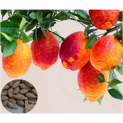 Nasiona Pomarańcza czerwona szt.5 Nxx160