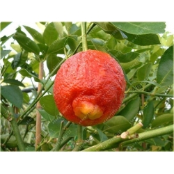 Nasiona Pomarańcza czerwona szt.5 Nxx160