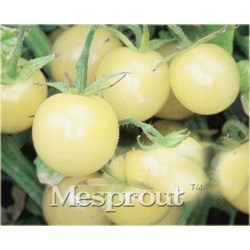 pomidor_bialy_cherry