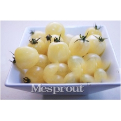 Nasiona Pomidor biały Cherry szt.5 Nxx549