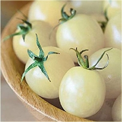 Nasiona Pomidor biały Cherry szt.5 Nxx549