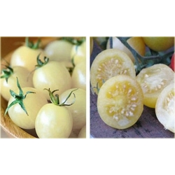 Nasiona Pomidor biały Cherry szt.5 Nxx549