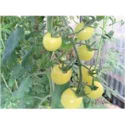 Nasiona Pomidor biały Cherry szt.5 Nxx549