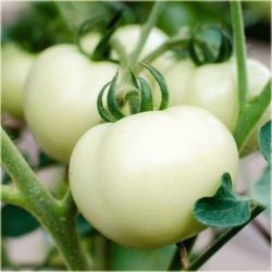 Nasiona Pomidor biały San Marzano szt.5 Nxx475