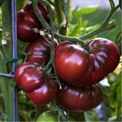 Nasiona Pomidor Czarny Książę czarny szt.6 Nxx715