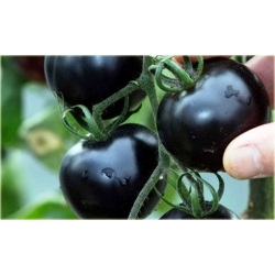 Nasiona Pomidor czarny koktajl szt.5 Nxx28