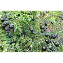 Nasiona Pomidor czarny koktajl szt.5 Nxx28