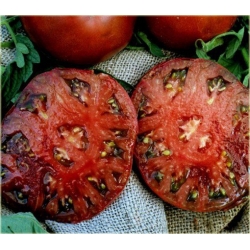 Nasiona Pomidor Książę szt.5 Nxx45