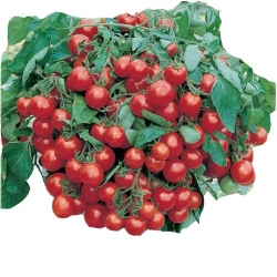 Nasiona Pomidor domowy czerwony szt.5 N47