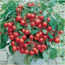 Nasiona Pomidor Dom szt.5 Nxx47