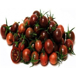 Nasiona Pomidor doniczka czarny szt.5 N240