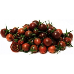 Nasiona Pomidor doniczka czarny szt.5 Nxx240