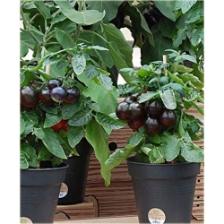 Nasiona Pomidor doniczka czarny szt.5 Nxx240