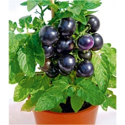 Nasiona Pomidor doniczka czarny szt.5 Nxx240