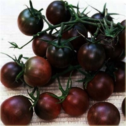 Nasiona Pomidor doniczka czarny szt.5 Nxx240