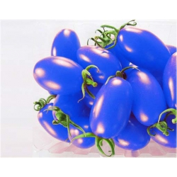 Nasiona Pomidor doniczkowy mini niebieski szt.5 N238