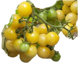 Nasiona Pomidor doniczkowy mini żółty szt.5 N239