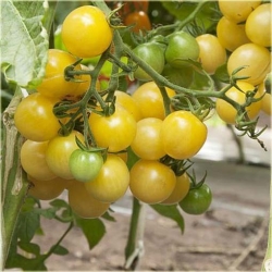 Nasiona Pomidor doniczka żółty szt.5 Nxx239