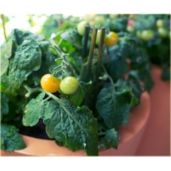 Nasiona Pomidor doniczka żółty szt.5 Nxx239