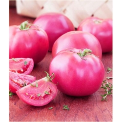 Nasiona Pomidor duży różowy szt.5 Nxx263