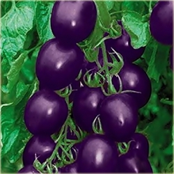 Nasiona Pomidor czereśniowy szt.5 Nxx32