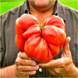 Nasiona Pomidor Gigant czerwony szt.5 Nxx261