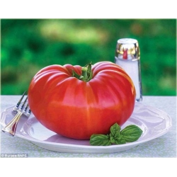 Nasiona Pomidor Gigant czerwony szt.5 Nxx261