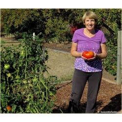 Nasiona Pomidor Gigant czerwony szt.5 Nxx261