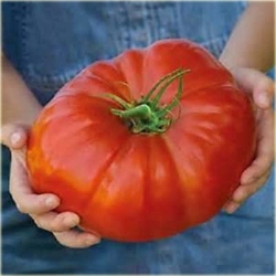 Nasiona Pomidor Gigant czerwony szt.5 Nxx261