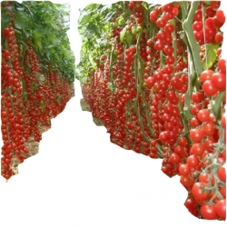 Nasiona Pomidor koktajlowy mix szt.5 N24