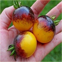 Nasiona Pomidor koktajlowy szt.5 Nxx24