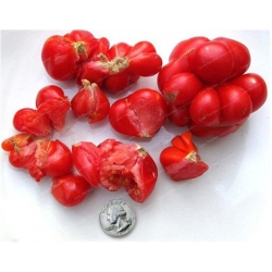 Nasiona Pomidor olbrzymi Extra large wieloczłonowy super smaczny szt.5 N518