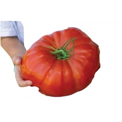 Nasiona Pomidor Befsztyk szt.5 N19