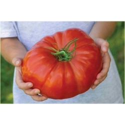 Nasiona Pomidor Befsztyk szt.5 Nxx19