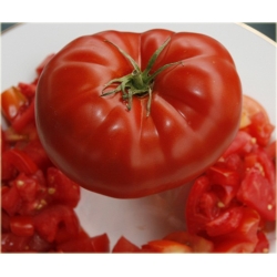 Nasiona Pomidor Befsztyk szt.5 Nxx19