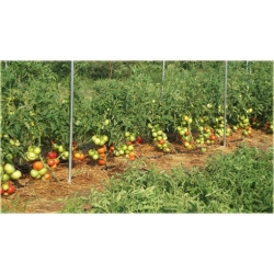 Nasiona Pomidor Befsztyk szt.5 Nxx19