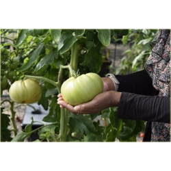 Nasiona Pomidor Befsztyk szt.5 Nxx19