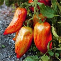 Nasiona Pomidor plamisty szt.5 Nxx52