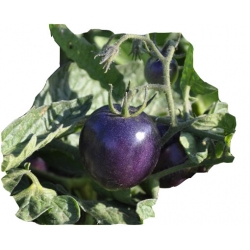 Nasiona Pomidor Cherry szt.5 N35