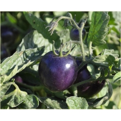 Nasiona Pomidor Cherry szt.5 Nxx35