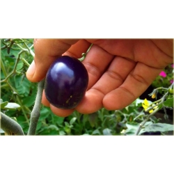 Nasiona Pomidor Cherry szt.5 Nxx35