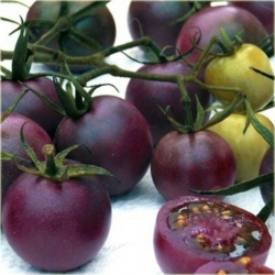 Nasiona Pomidor Cherry szt.5 Nxx35