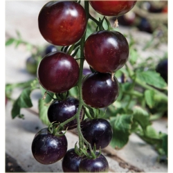 Nasiona Pomidor Cherry szt.5 Nxx35