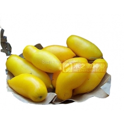 Nasiona Pomidor Roman szt.5 N23