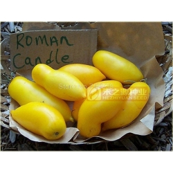 Nasiona Pomidor Roman szt.5 Nxx23