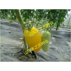 Nasiona Pomidor Roman szt.5 Nxx23