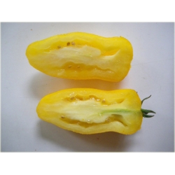 Nasiona Pomidor Roman szt.5 Nxx23