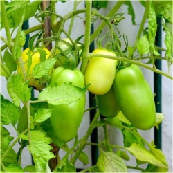 Nasiona Pomidor Roman szt.5 Nxx23